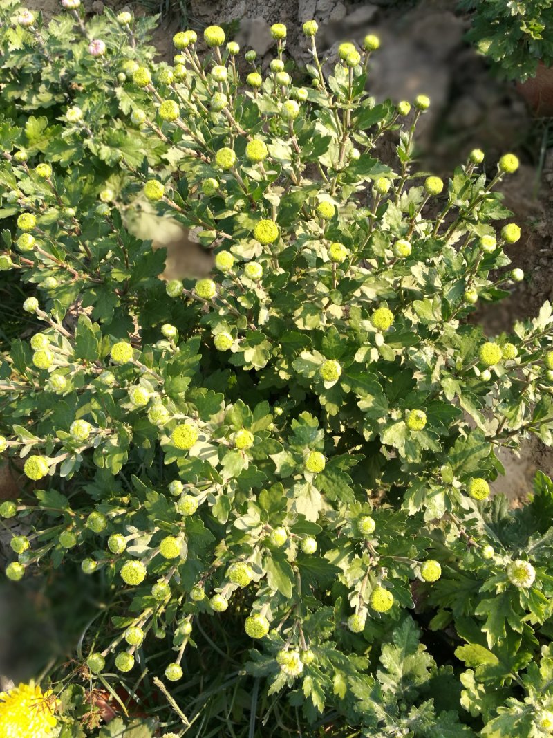 菊花