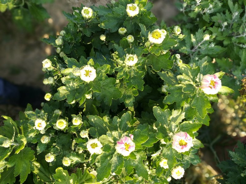 菊花