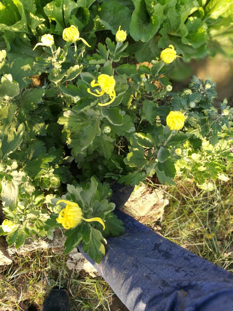 菊花