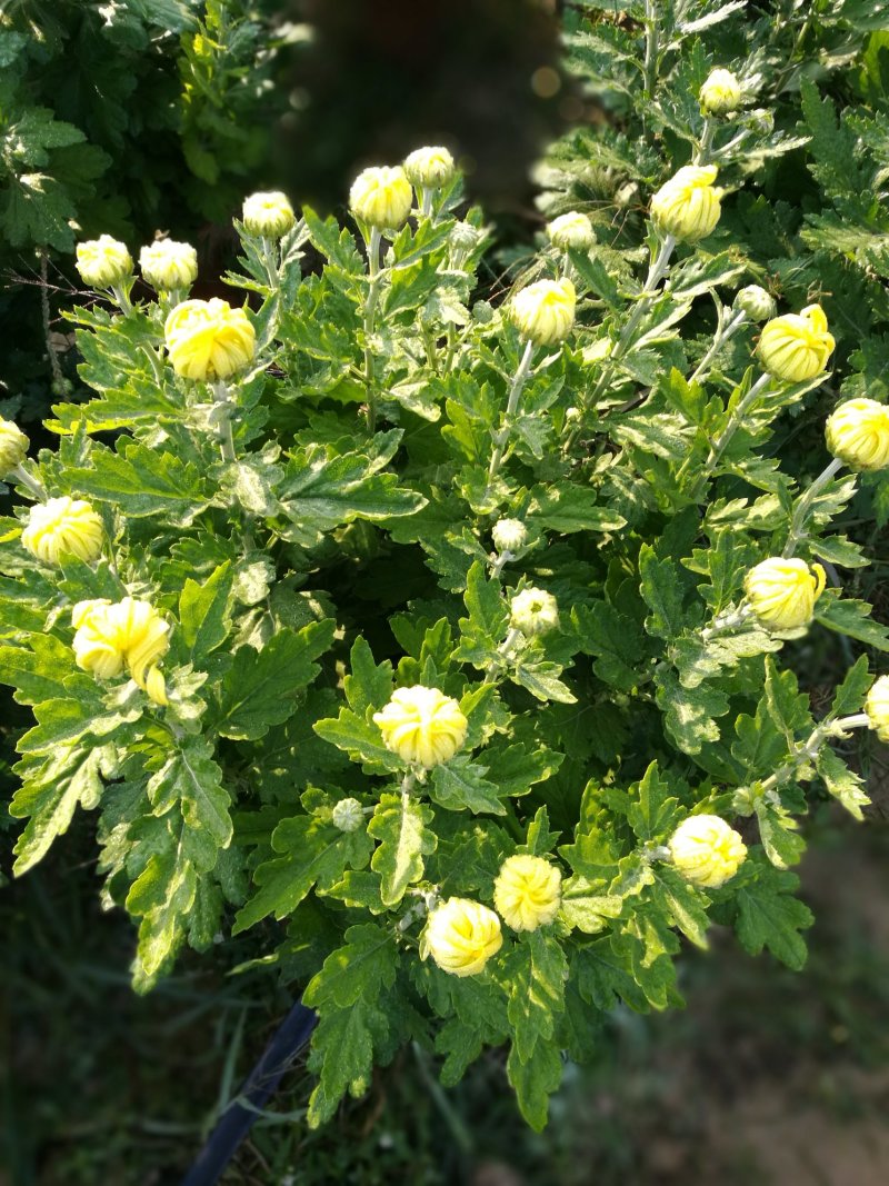 菊花