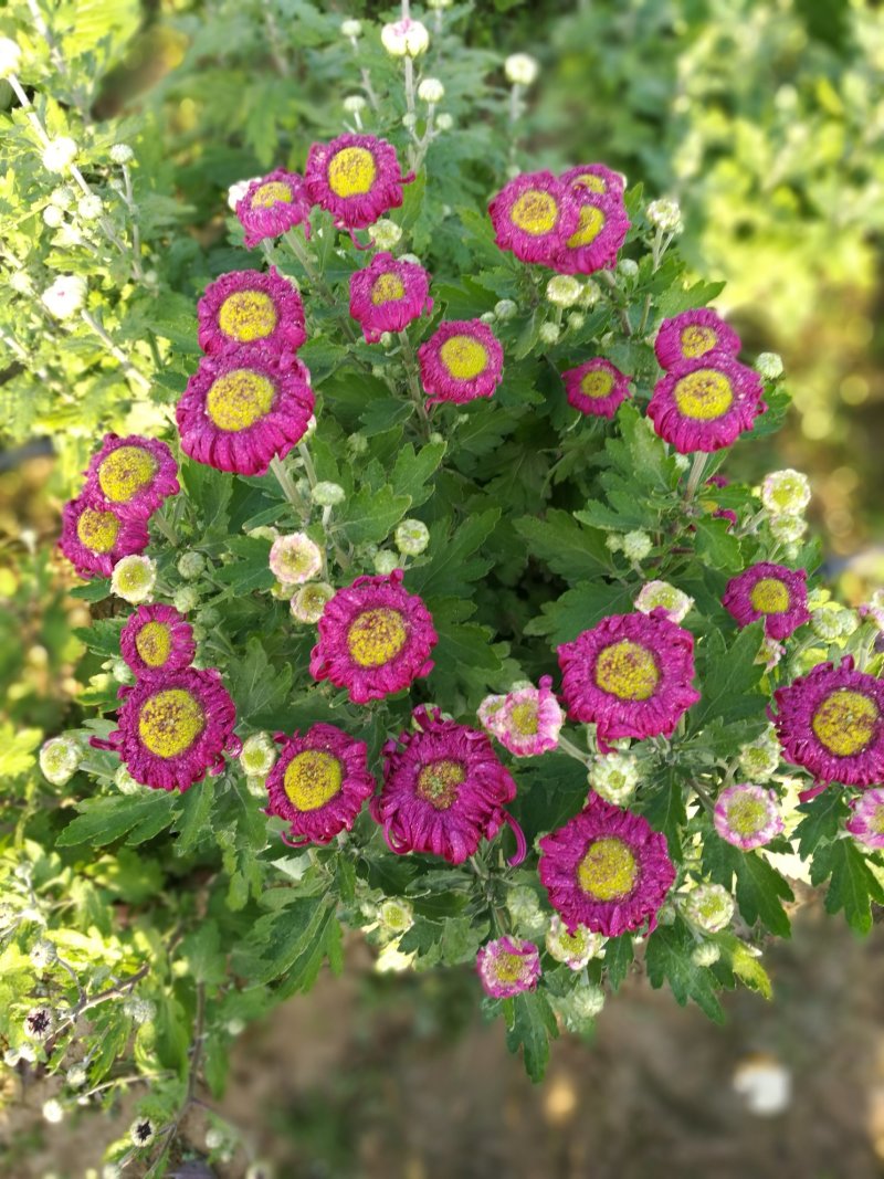 菊花