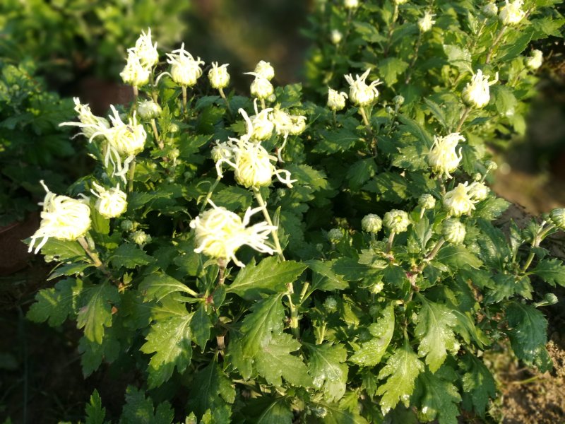 菊花