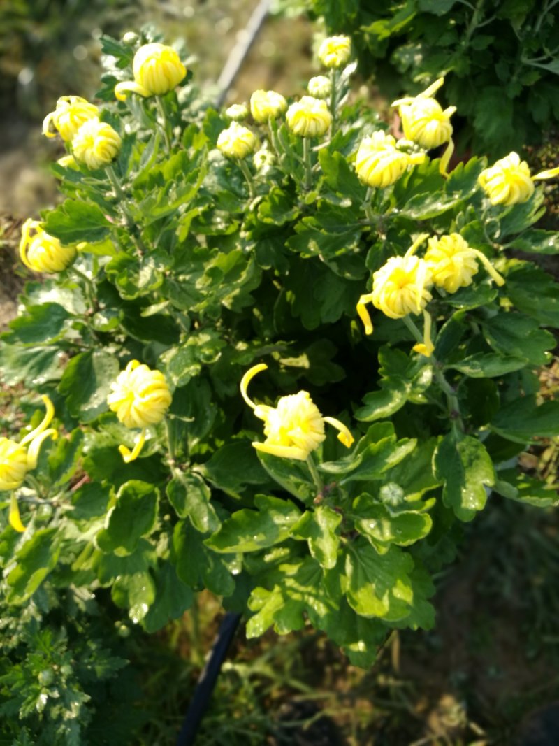 菊花