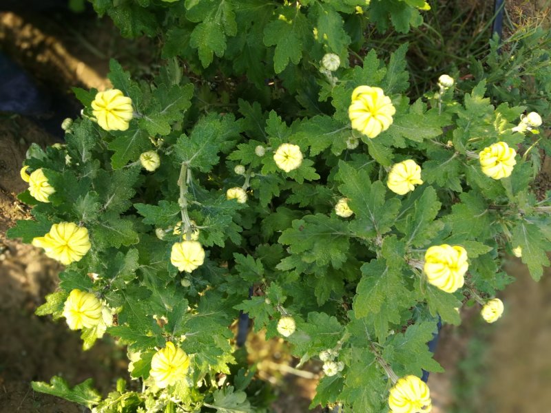 菊花