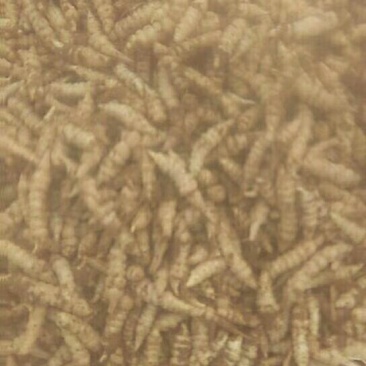 中药根茎类