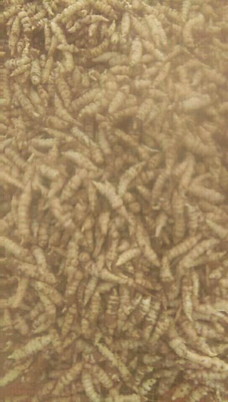 中药根茎类