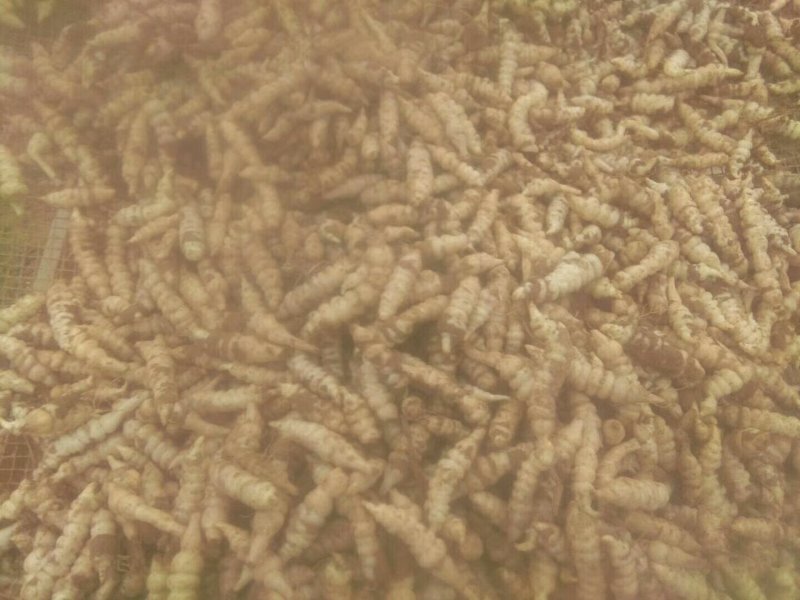 中药根茎类