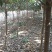 枇杷树5-7公分大量现货