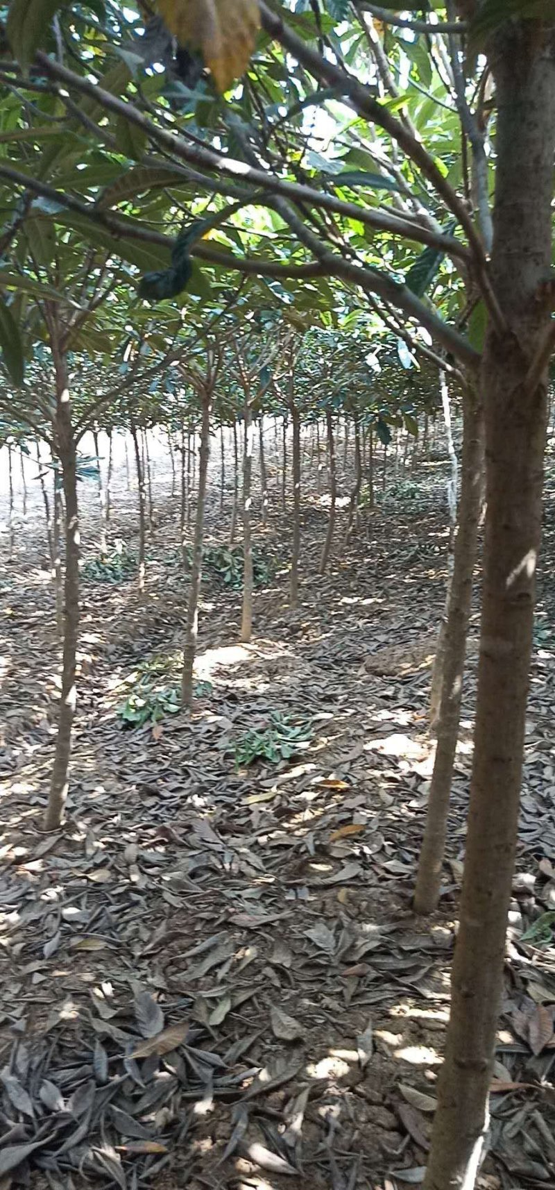 枇杷树5-7公分大量现货