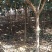 枇杷树5-7公分大量现货