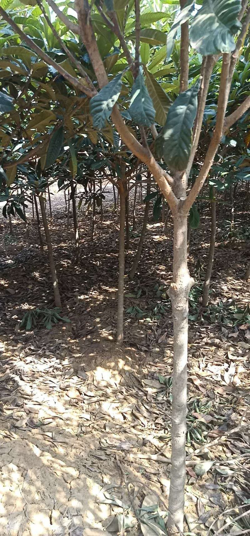 枇杷树5-7公分大量现货
