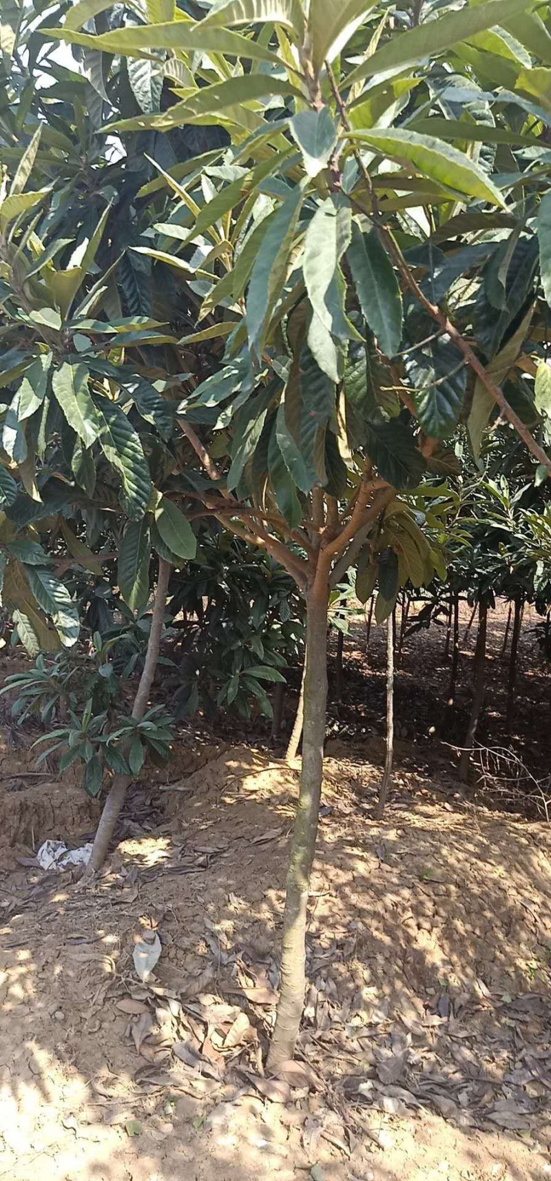 枇杷树5-7公分大量现货
