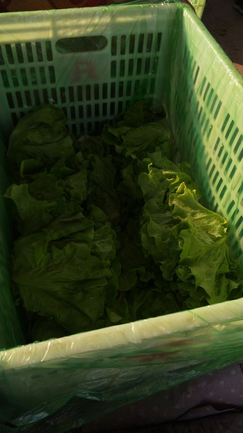 生菜