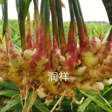 姜上千亩红土地刚上市产地直供，货源充足实力代收期待长合作