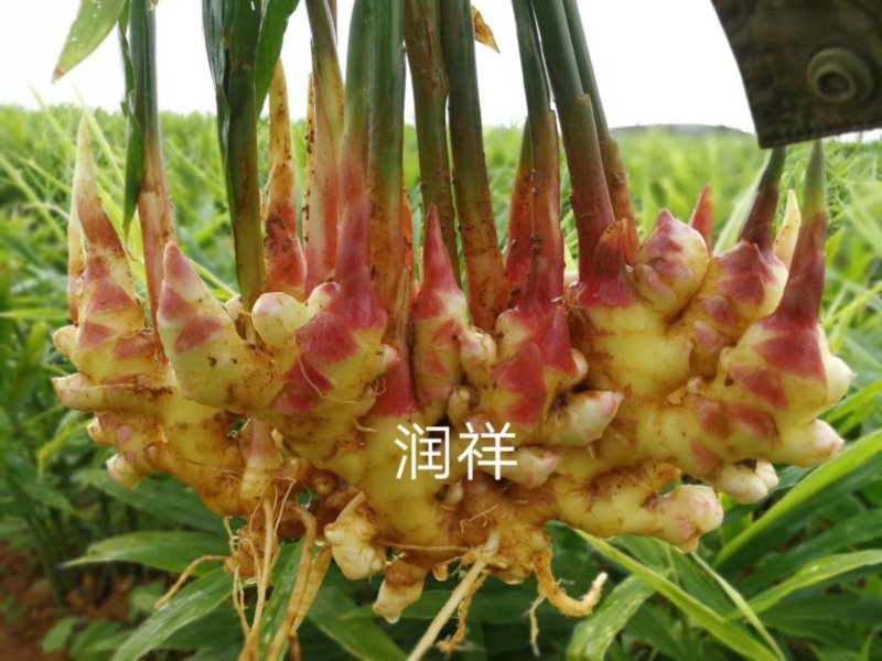 姜上千亩红土地刚上市产地直供，货源充足实力代收期待长合作
