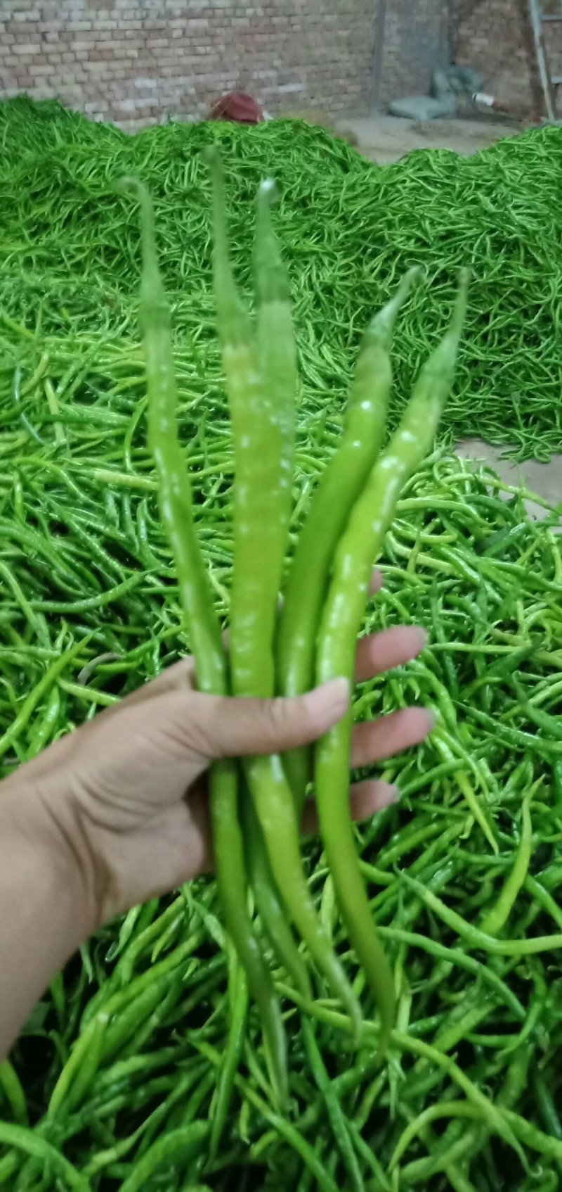 陕西鲜辣椒，二荊条大量供应，产地直发，品质保证！