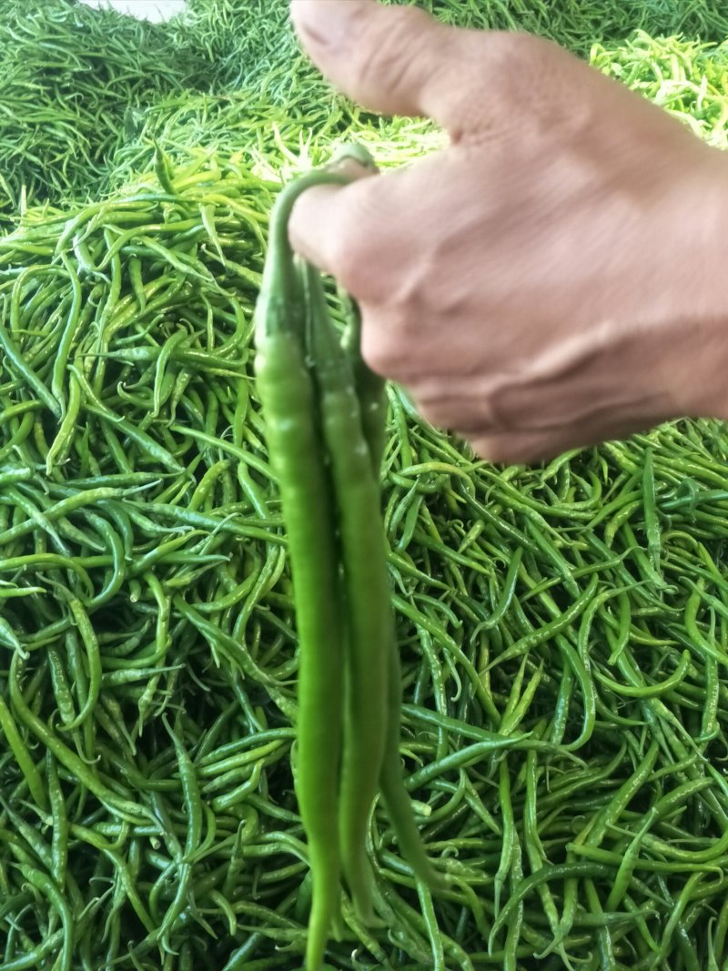 陕西鲜辣椒，二荊条大量供应，产地直发，品质保证！