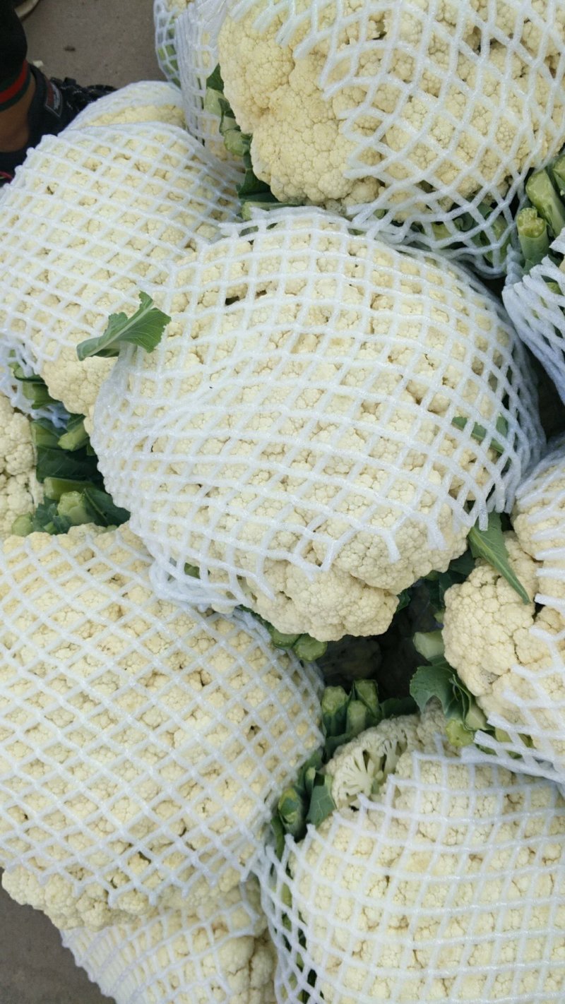 菜花甘蓝有机花，