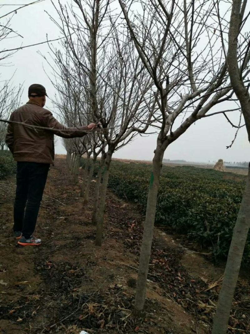山东省临沂市河东区基地，海棠桩5cm以下绿化树实景拍摄