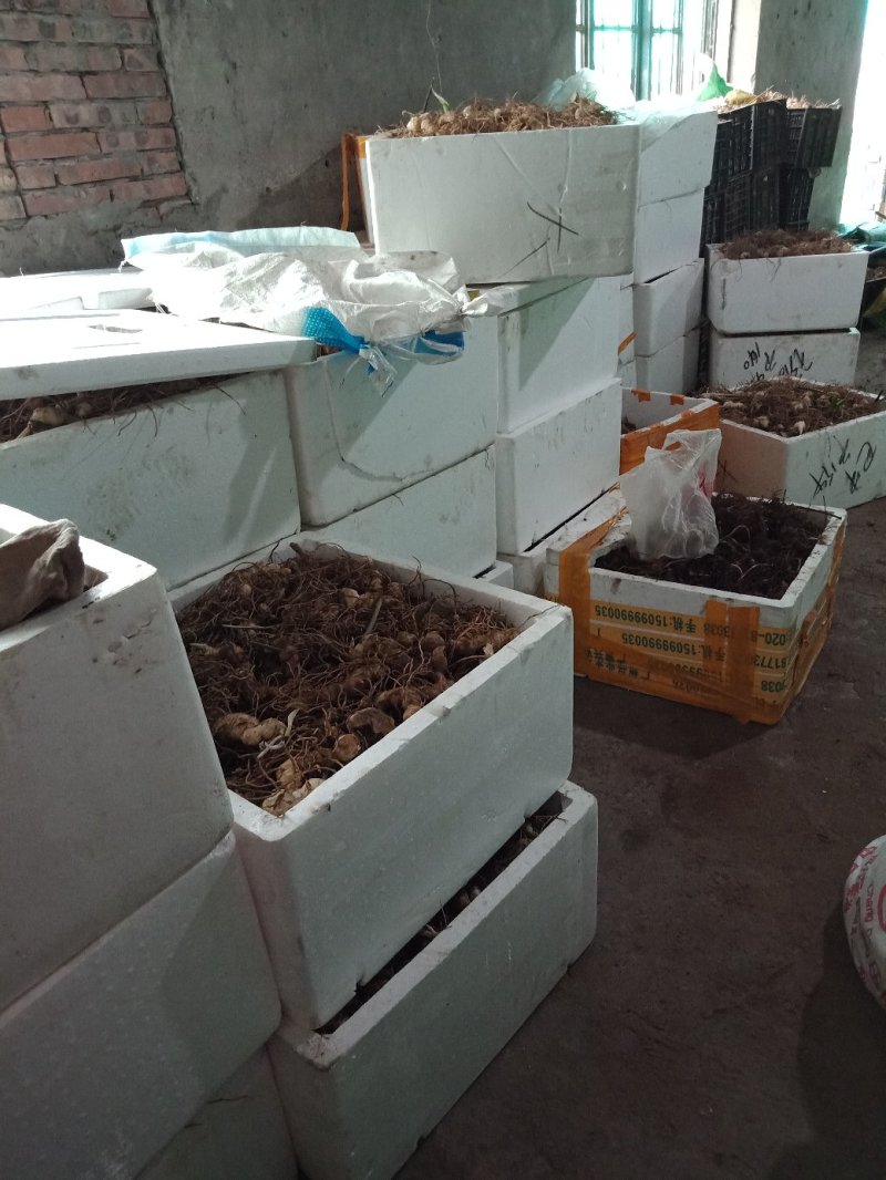 黄精种芽，种苗欢迎采购