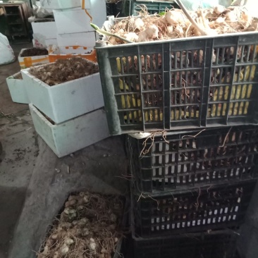 黄精种芽，种苗欢迎采购