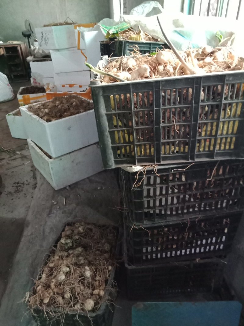 黄精种芽，种苗欢迎采购