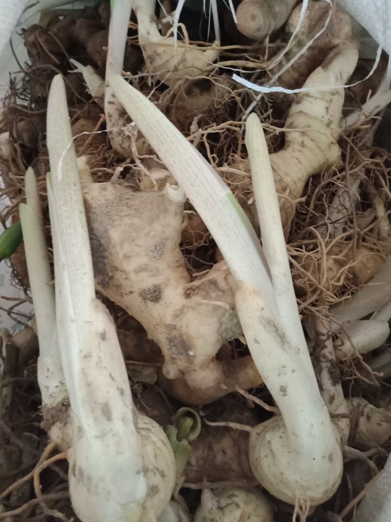 黄精种芽，种苗欢迎采购