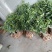 黄精种芽，种苗欢迎采购