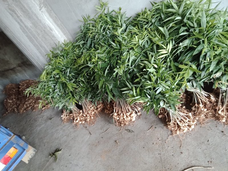 黄精种芽，种苗欢迎采购
