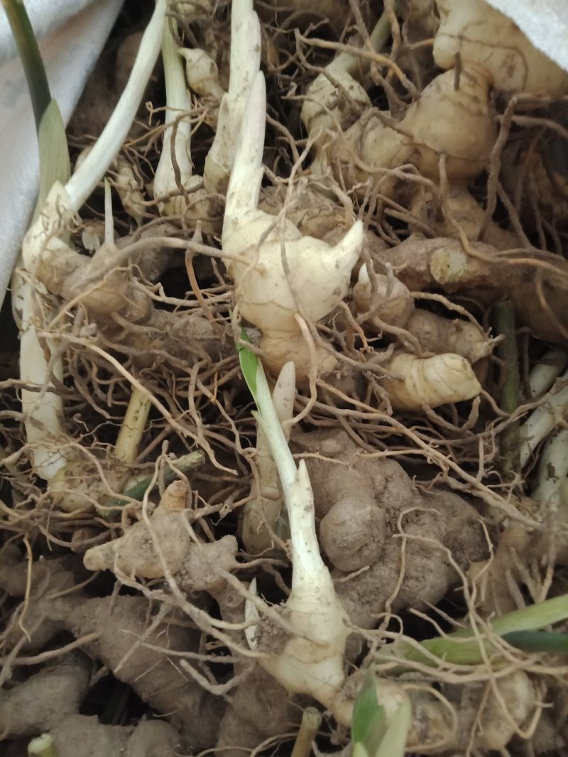 黄精种芽，种苗欢迎采购