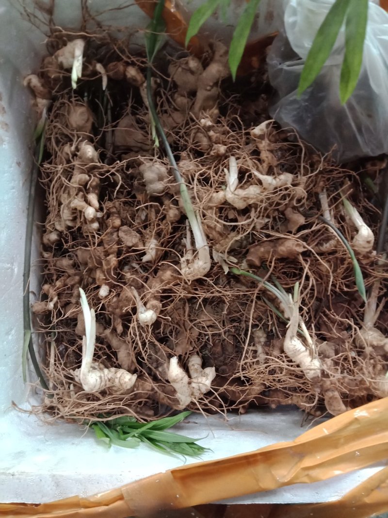 黄精种芽，种苗欢迎采购
