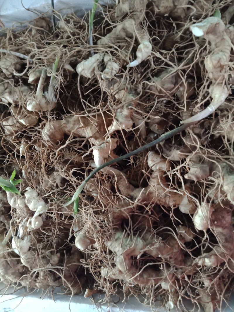 黄精种芽，种苗欢迎采购