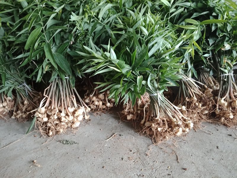 黄精种芽，种苗欢迎采购