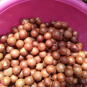 夏威夷果澳洲：坚果种子
