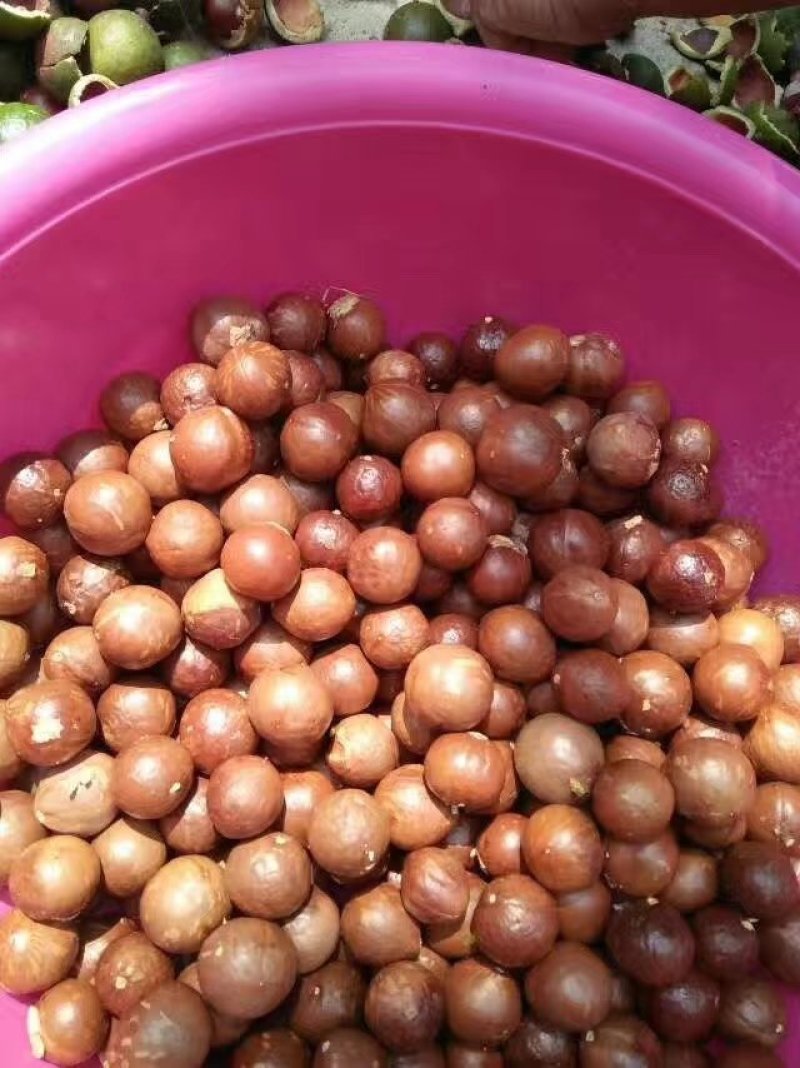 夏威夷果澳洲：坚果种子