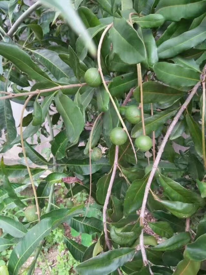 夏威夷果澳洲：坚果种子