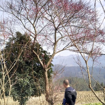 红梅骨里红