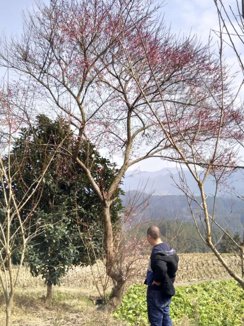 红梅骨里红