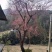 红梅骨里红
