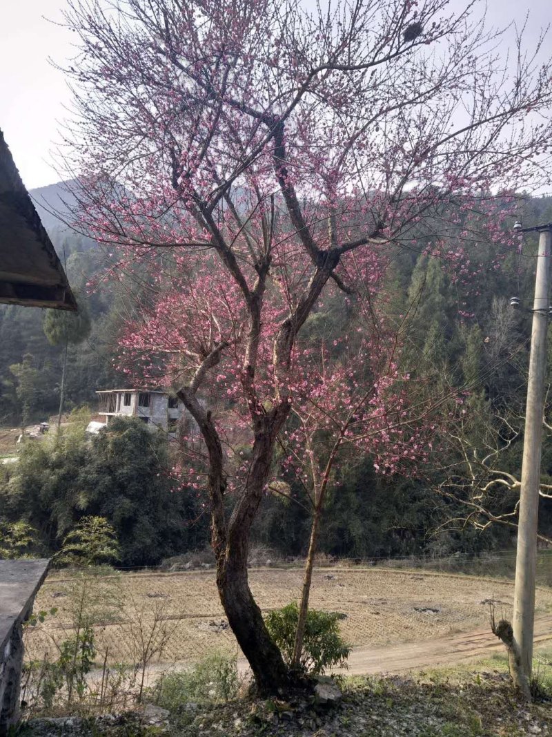 红梅骨里红