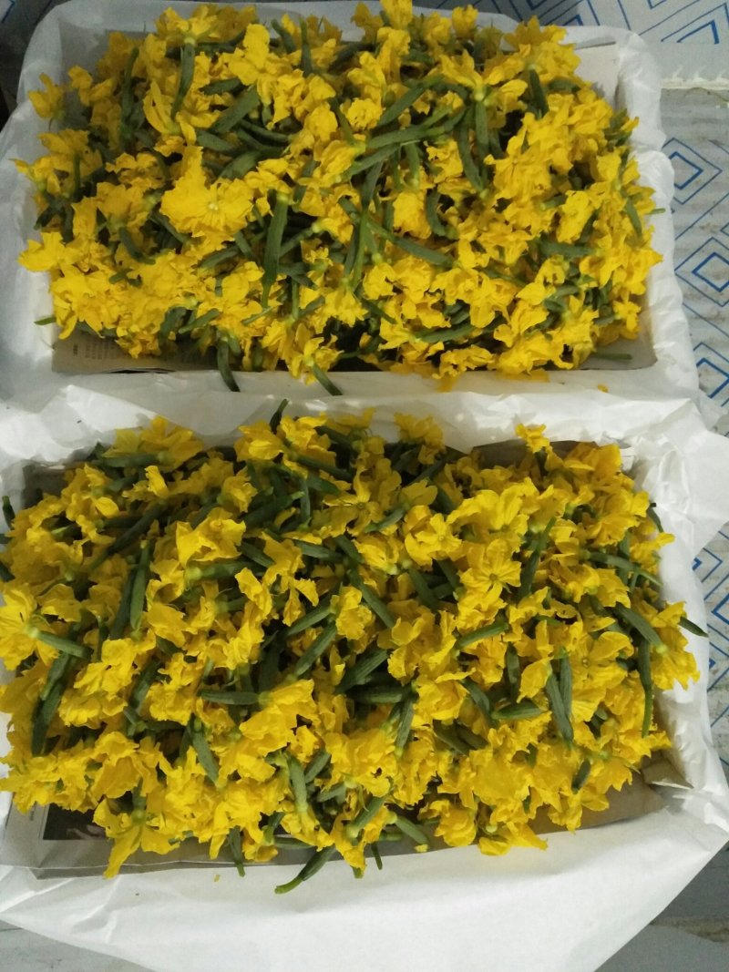 小黄瓜花，玉女瓜，精品货，产地批发