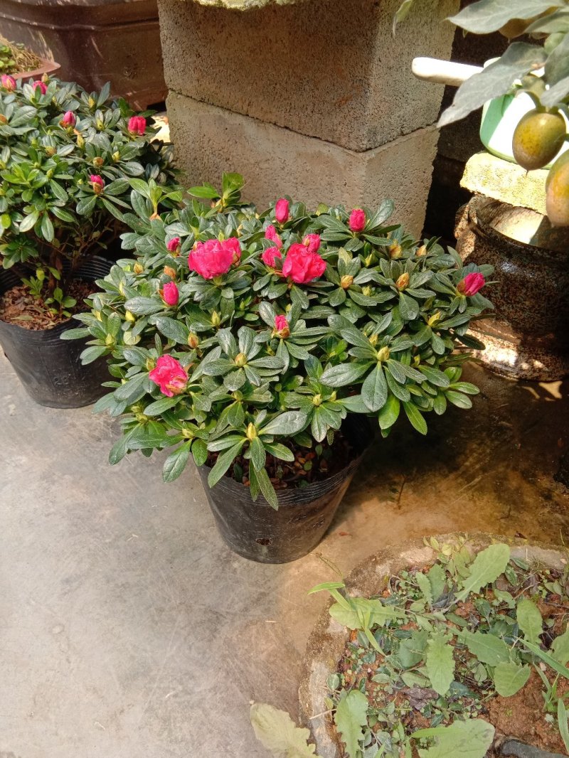 杜鹃花，观花型室内外盆栽，也可适合绿化用苗，开花鲜艳。