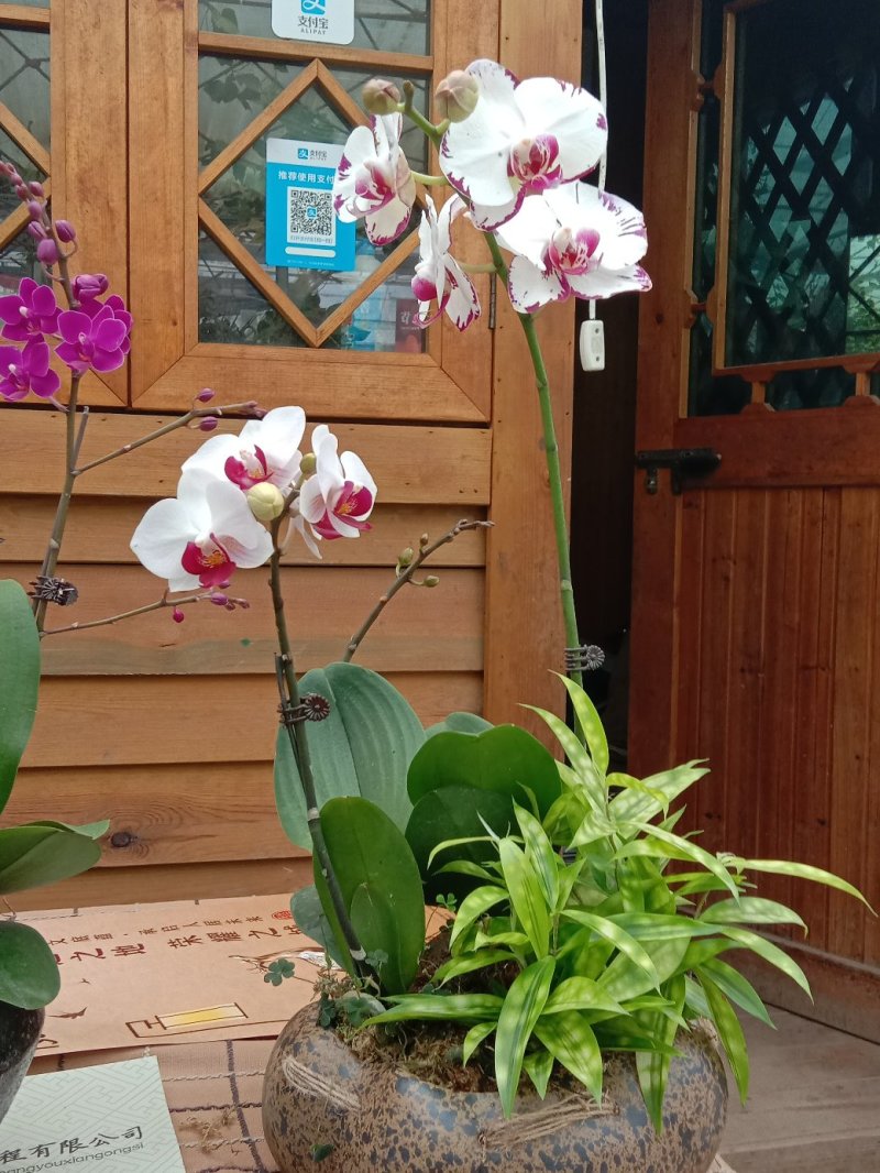 蝴蝶兰，观花型盆栽，颜色鲜艳，品种多多。
