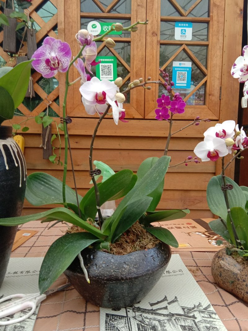 蝴蝶兰，观花型盆栽，颜色鲜艳，品种多多。
