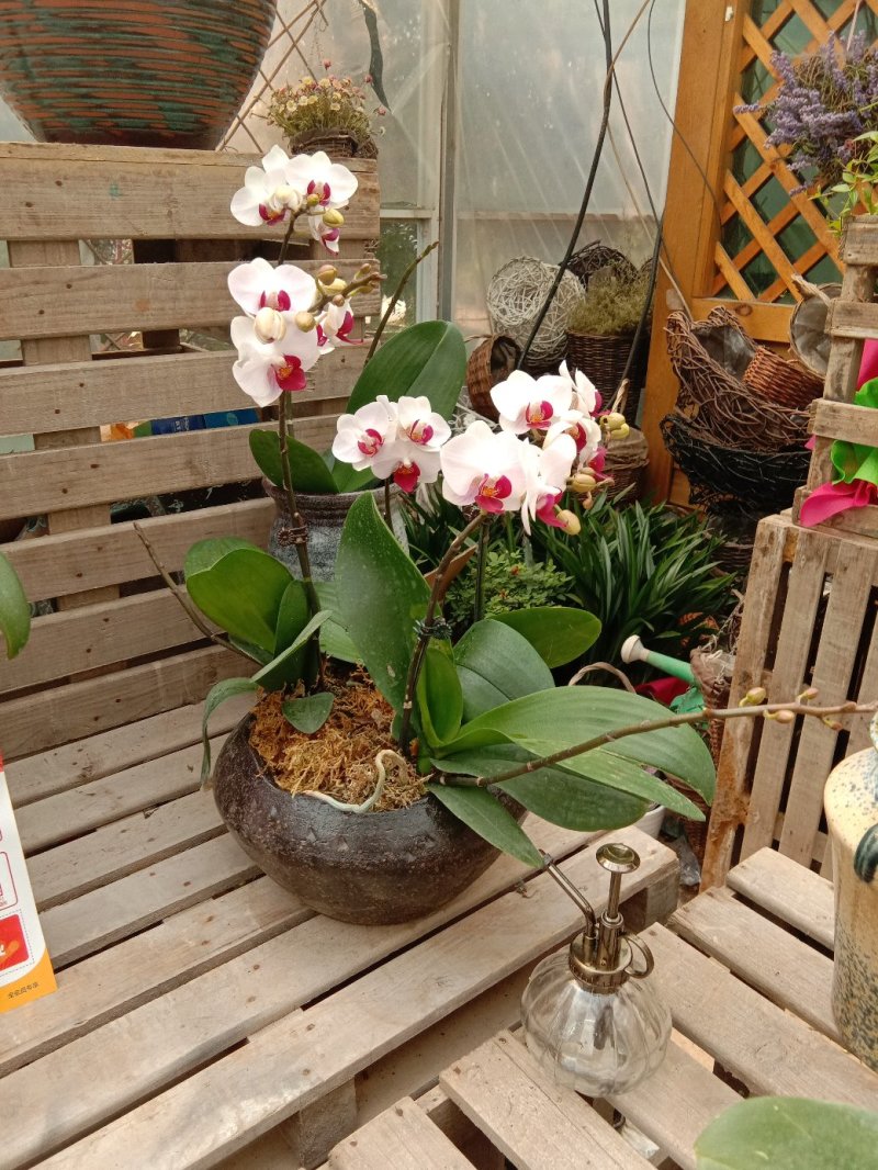 蝴蝶兰，观花型盆栽，颜色鲜艳，品种多多。