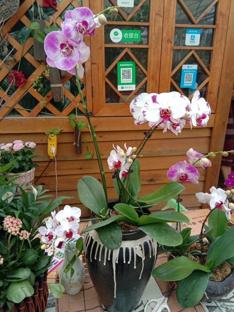 蝴蝶兰，观花型盆栽，颜色鲜艳，品种多多。