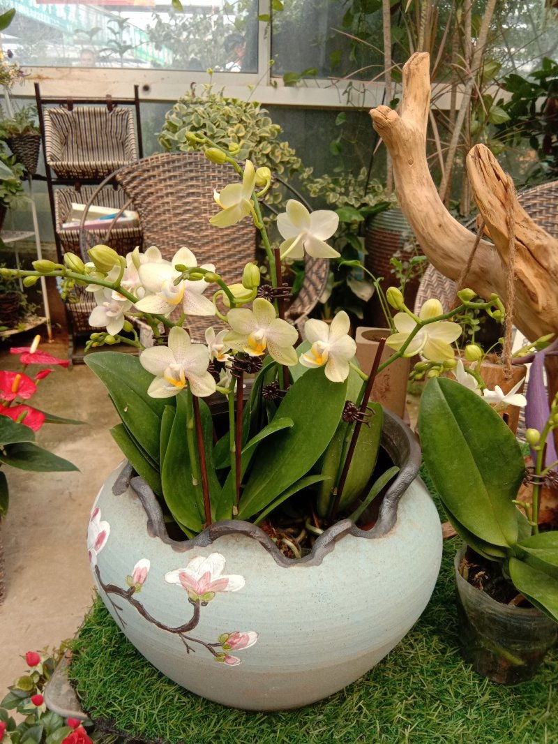 蝴蝶兰，观花型盆栽，颜色鲜艳，品种多多。