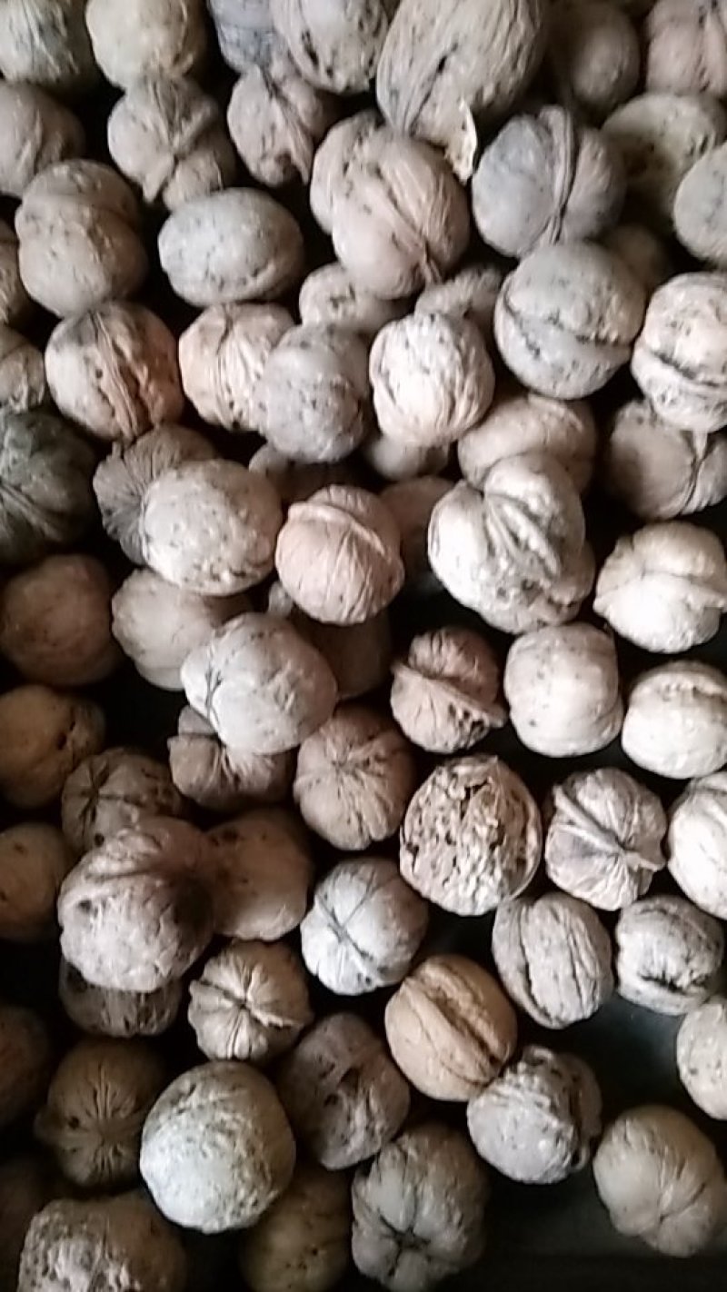 山西汾阳棉核桃