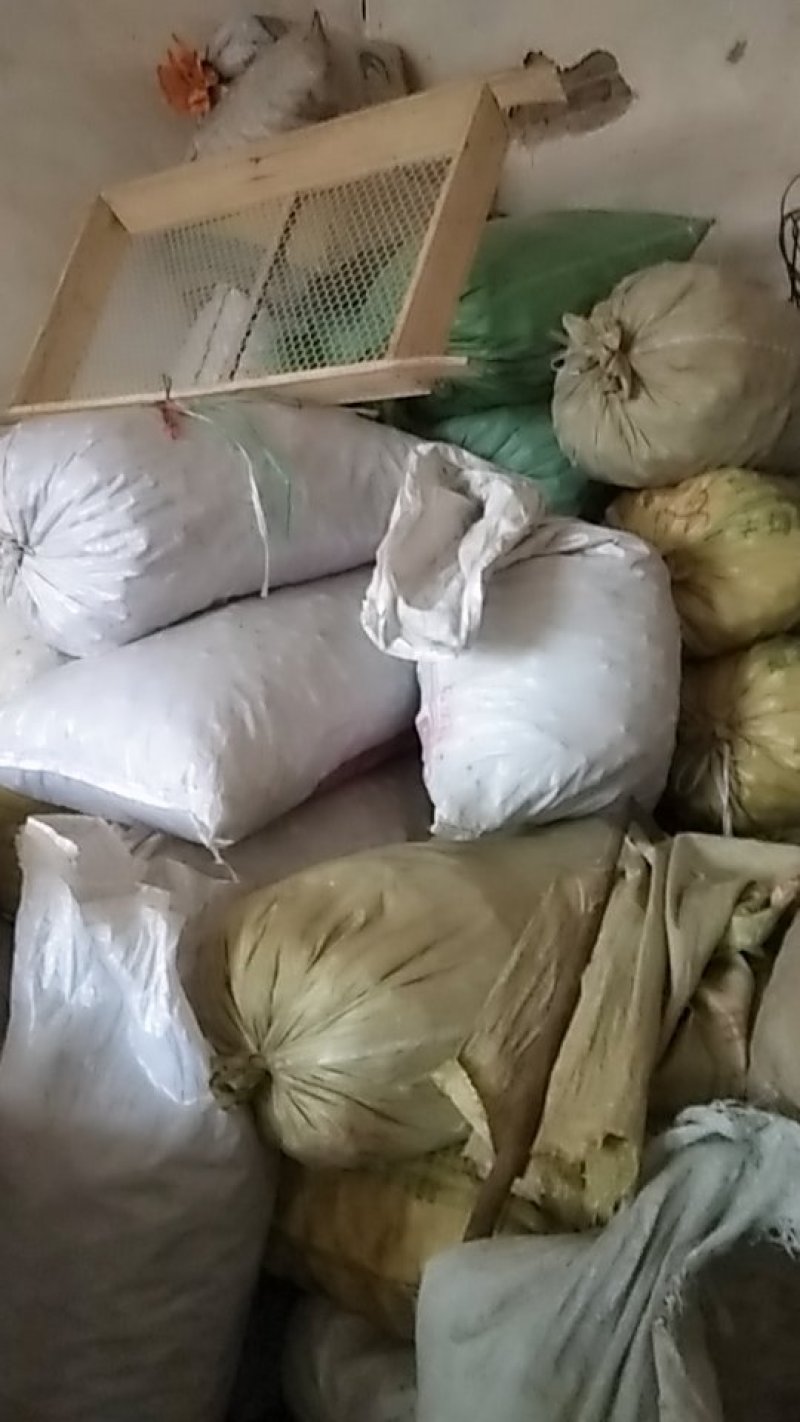 山西汾阳棉核桃