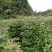 枫香苗，枫香袋苗！枫香小苗！枫香造林苗！